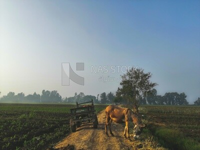 Cart beside a donkey standing and eating from the ground on a field, Farmland, rural life, farm trees, and green plants, farm fields, trees and crops, farmland, a scenic landscape