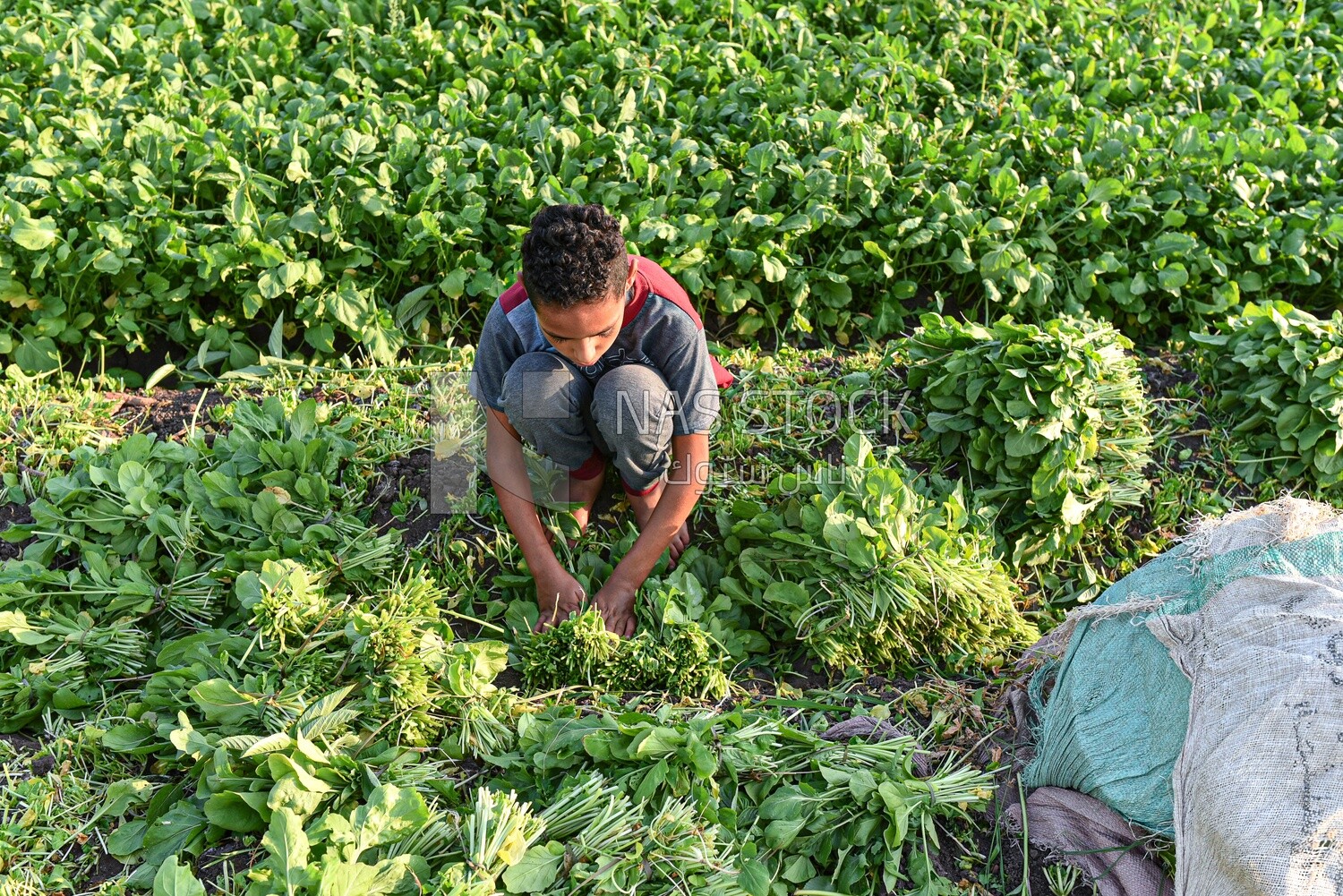 A boy helps his farmer father collect watercress