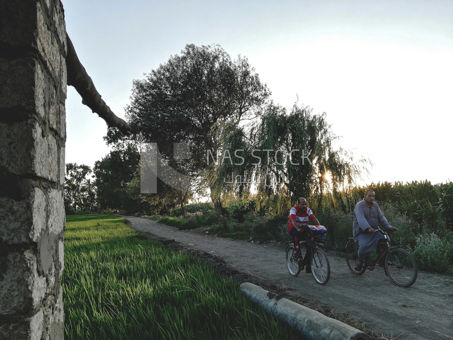 Two men riding bicycles on a rural road, egyptian rural life, farm trees, and green plants, farm fields, trees and crops, farmland, a scenic landscape
