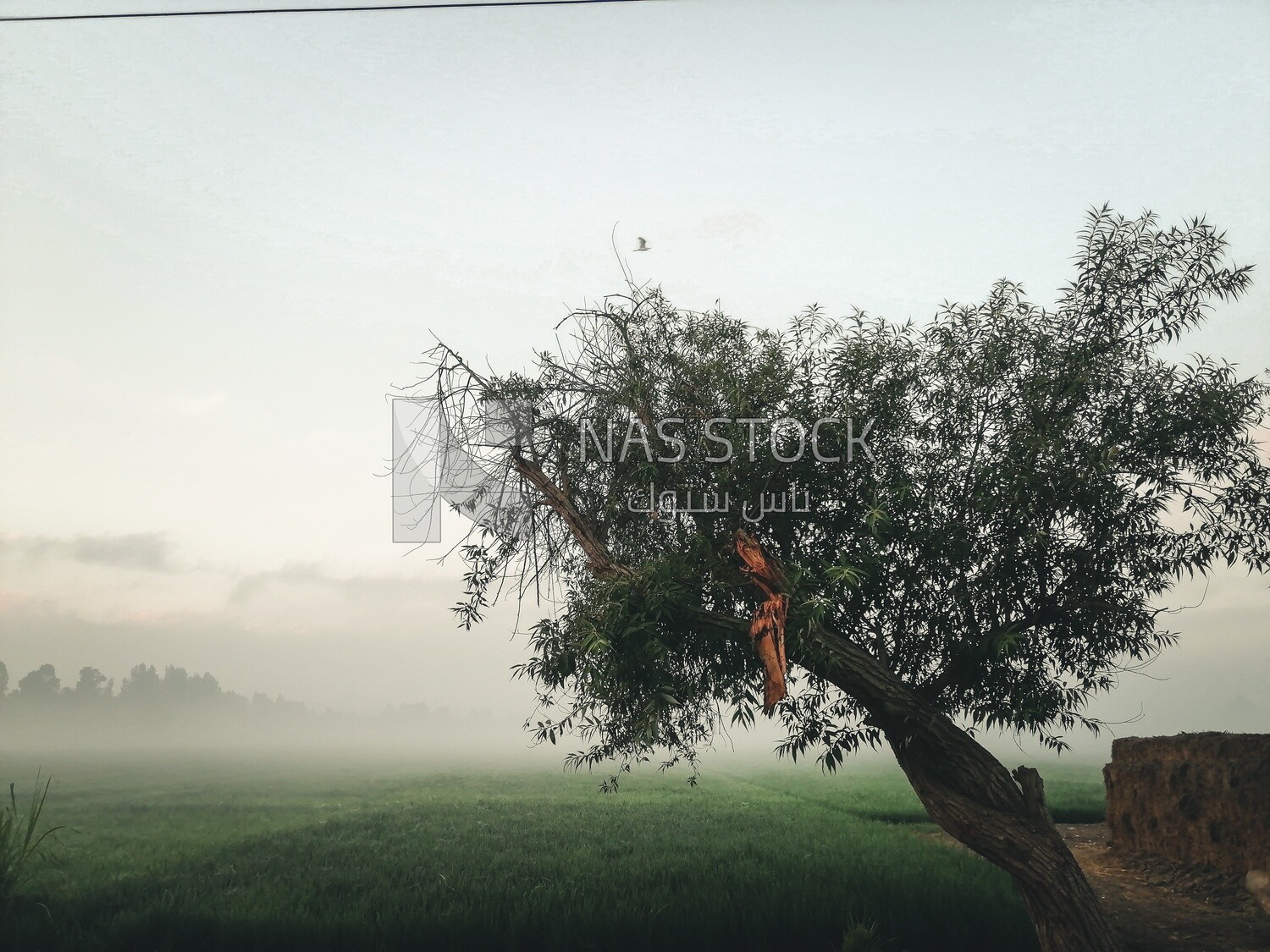 Tree on a field,  Farmland, rural life, farm trees, and green plants, farm fields, trees and crops, farmland, a scenic landscape