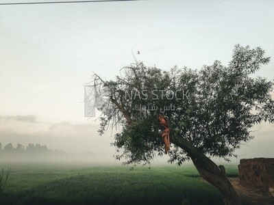 Tree on a field,  Farmland, rural life, farm trees, and green plants, farm fields, trees and crops, farmland, a scenic landscape
