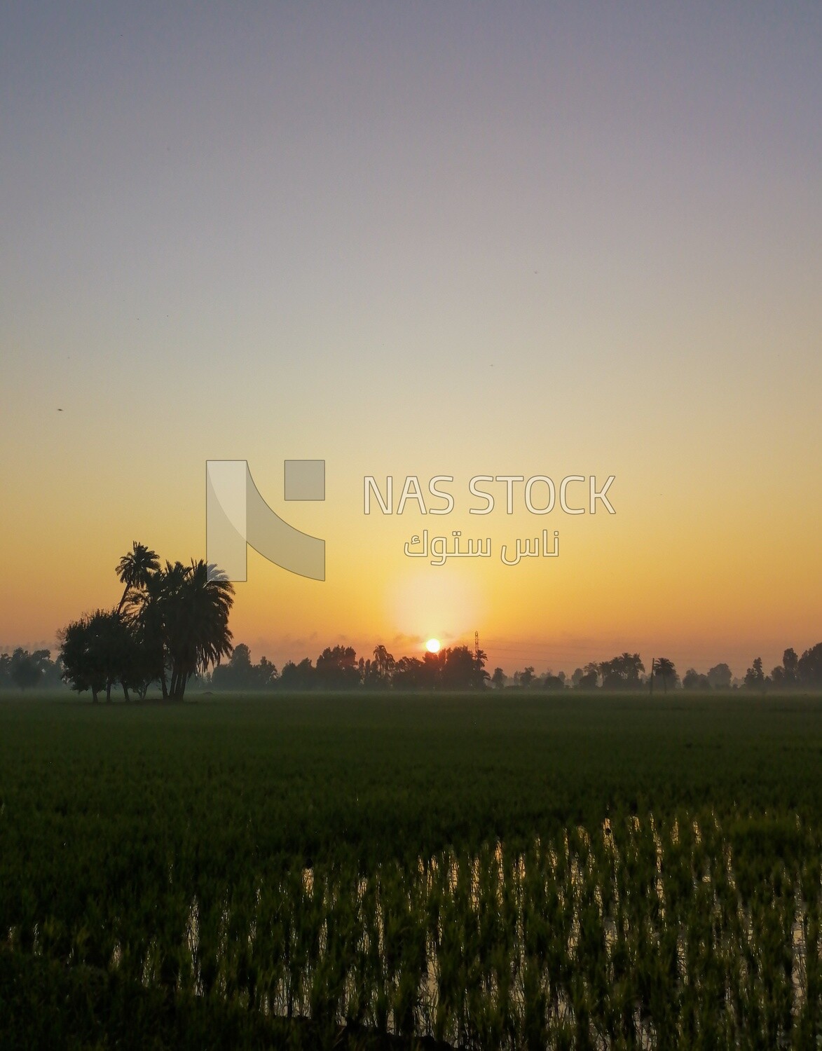 View of a field at sunset, farm trees, and green plants, farm fields, trees and crops, farmland, a scenic landscape