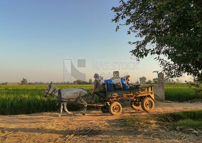 Two women riding on a donkey cart on a field, egyptian rural life, farm trees, and green plants, farm fields, trees and crops, farmland, a scenic landscape