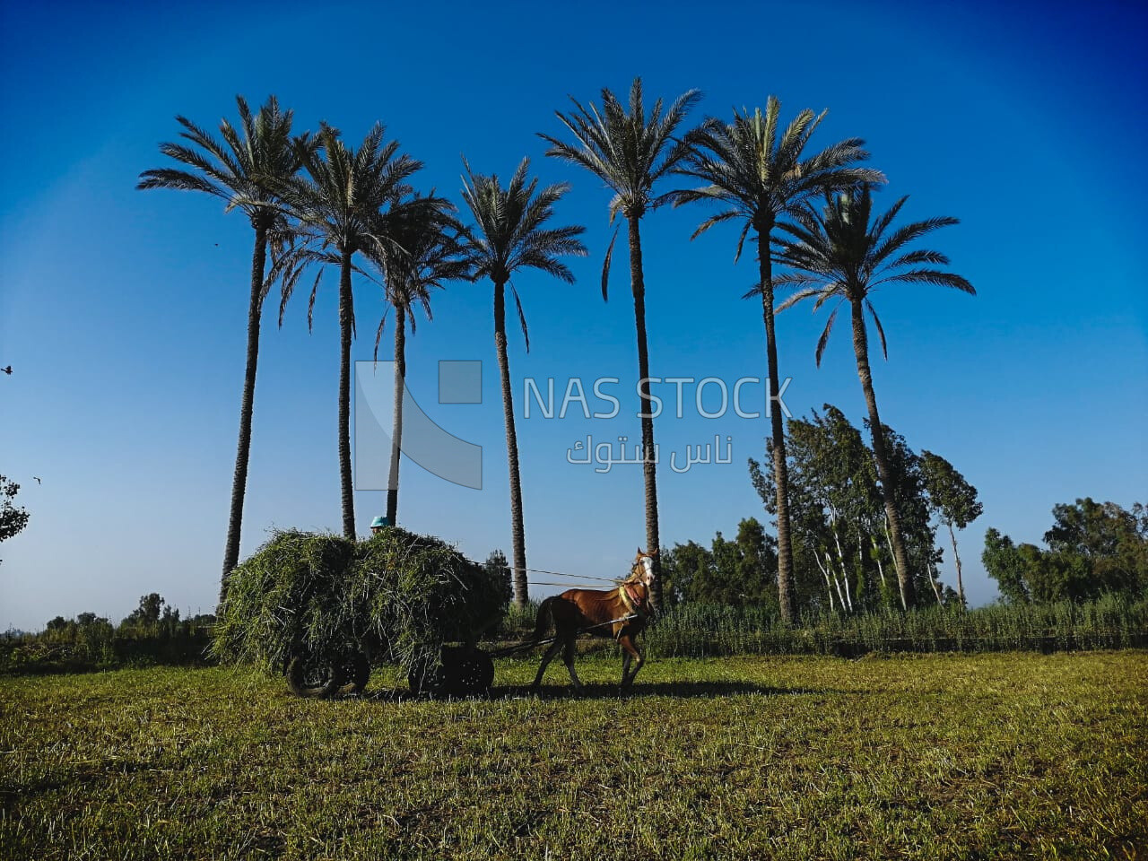 Man riding a horse cart with grass on the cart on a rural road,  Egyptian rural life, farm trees, and green plants, farm fields, trees and crops, farmland, a scenic landscape