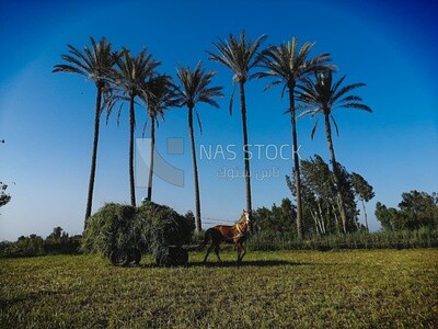 Man riding a horse cart with grass on the cart on a rural road,  Egyptian rural life, farm trees, and green plants, farm fields, trees and crops, farmland, a scenic landscape