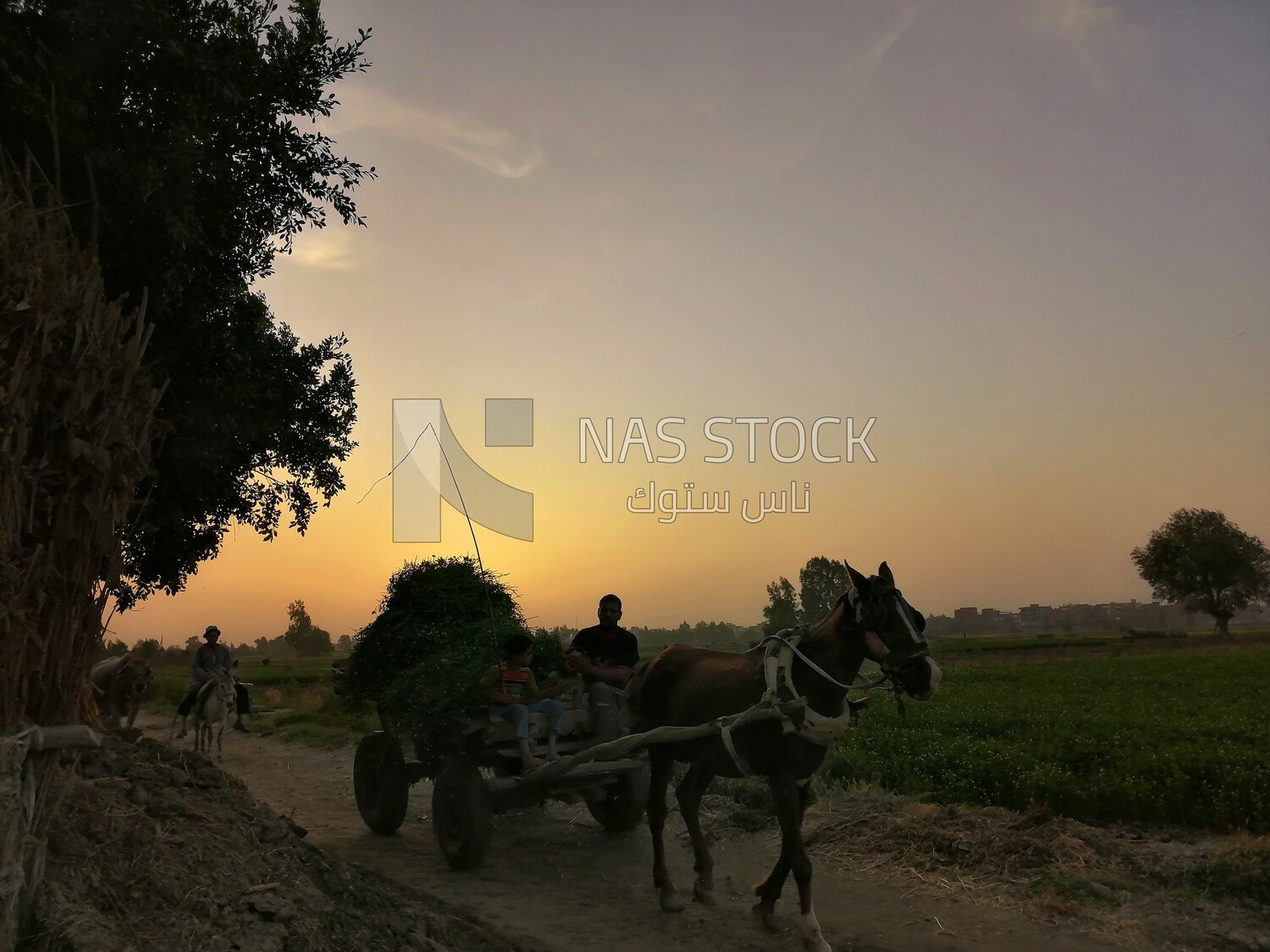 Man riding a horse cart with grass on the cart on a rural road,  Egyptian rural life, farm trees, and green plants, farm fields, trees and crops, farmland, a scenic landscape