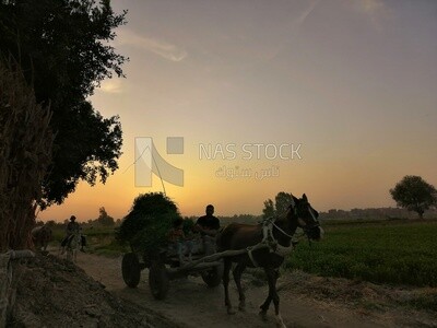 Man riding a horse cart with grass on the cart on a rural road,  Egyptian rural life, farm trees, and green plants, farm fields, trees and crops, farmland, a scenic landscape