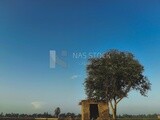 House beside a tree in a field, rural life, farm trees, and green plants, farm fields, trees and crops, farmland, a scenic landscape