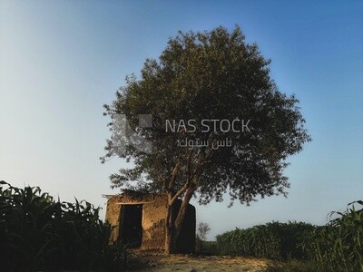 House beside a tree in a field, rural life, farm trees, and green plants, farm fields, trees and crops, farmland, a scenic landscape