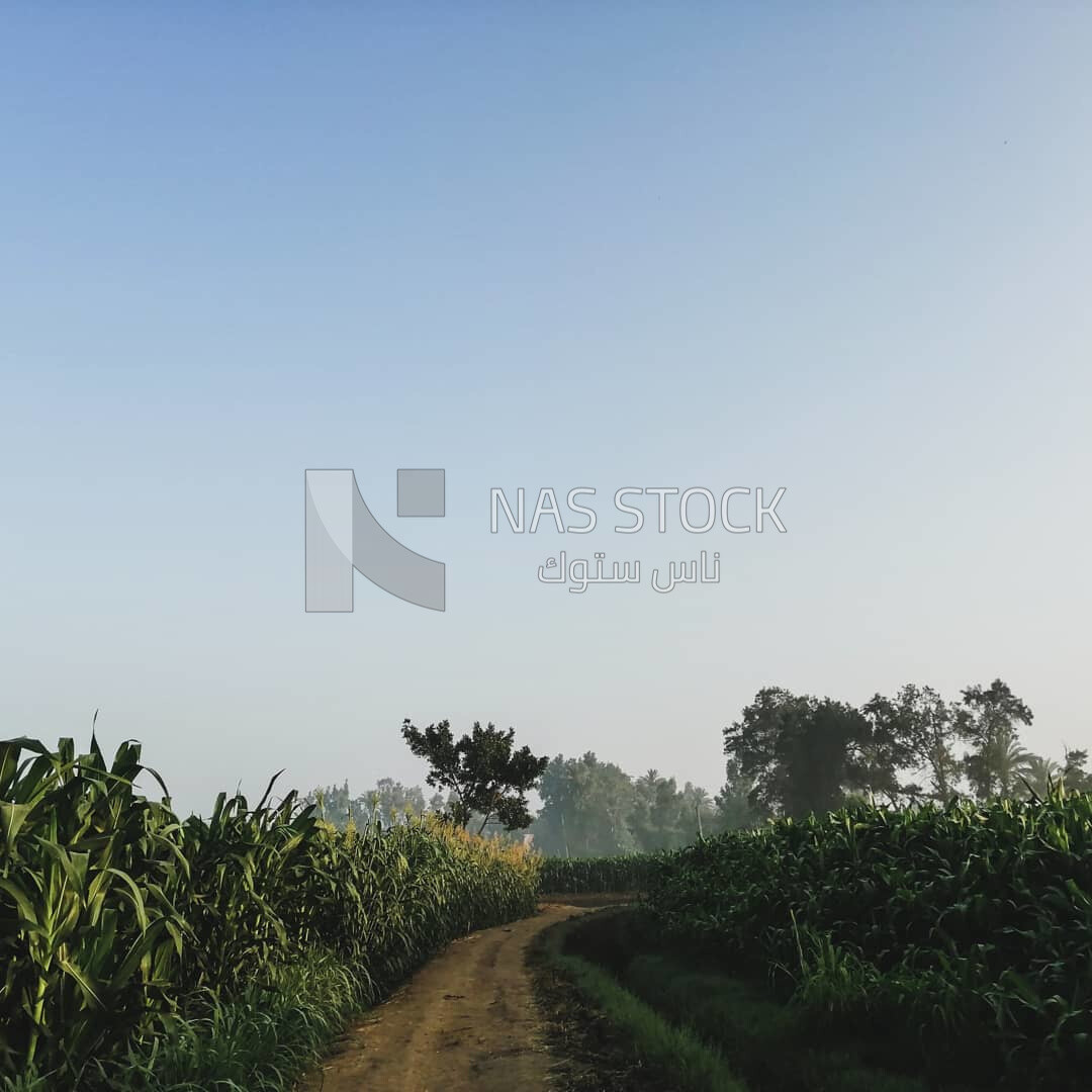 View of a field, Farmland, rural life, farm trees, and green plants, farm fields, trees and crops, farmland, a scenic landscape
