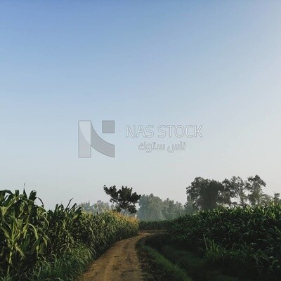 View of a field, Farmland, rural life, farm trees, and green plants, farm fields, trees and crops, farmland, a scenic landscape