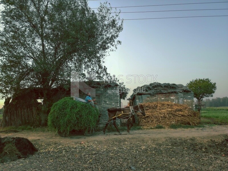 Man riding a horse cart with grass on the cart on a rural road,  Egyptian rural life, farm trees, and green plants, farm fields, trees and crops, farmland, a scenic landscape