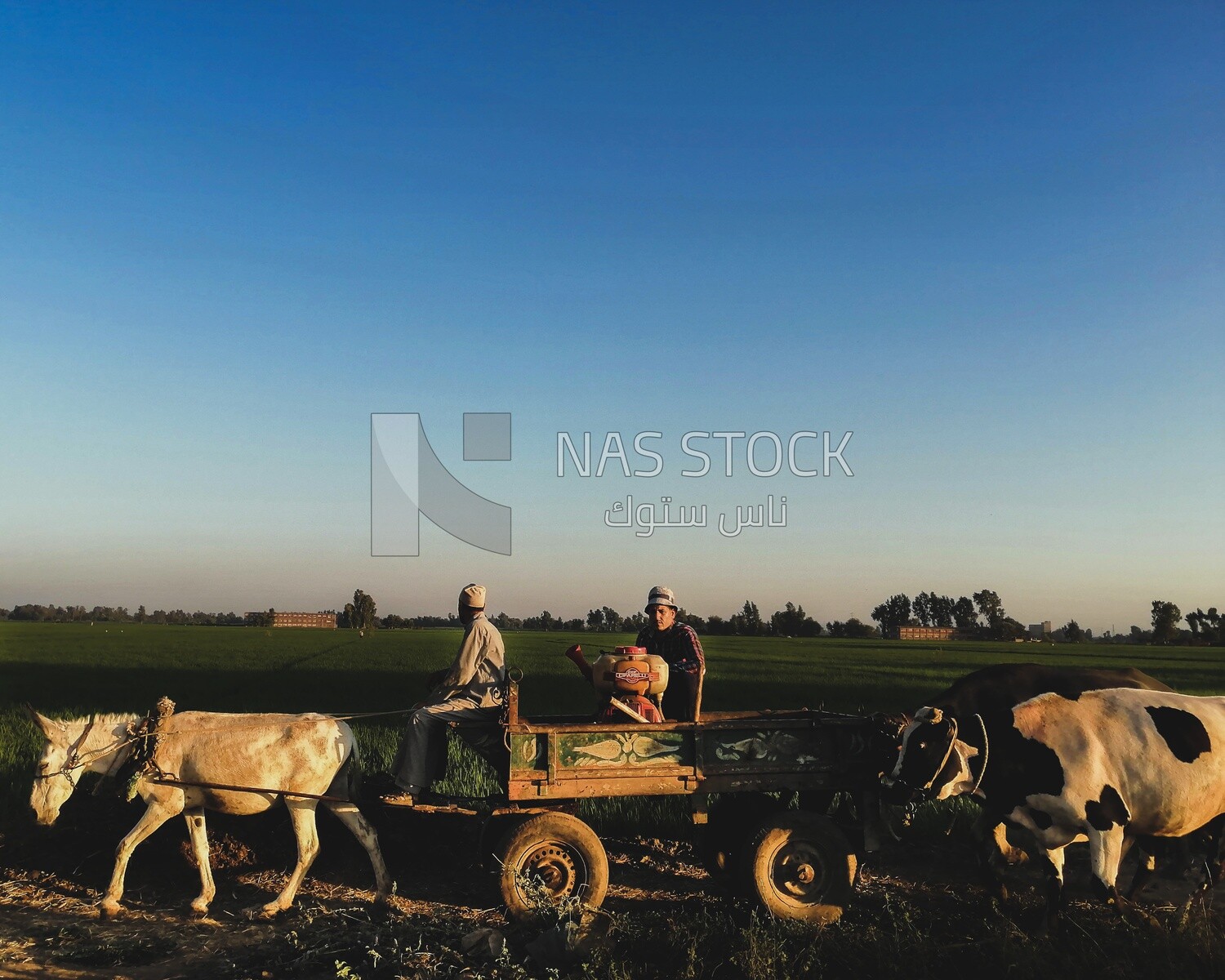 Two farmers riding a donkey cart with cows following them walk on a rural road, farm trees, and green plants, farm fields, trees and crops, farmland, a scenic landscape