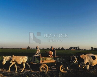 Two farmers riding a donkey cart with cows following them walk on a rural road, farm trees, and green plants, farm fields, trees and crops, farmland, a scenic landscape