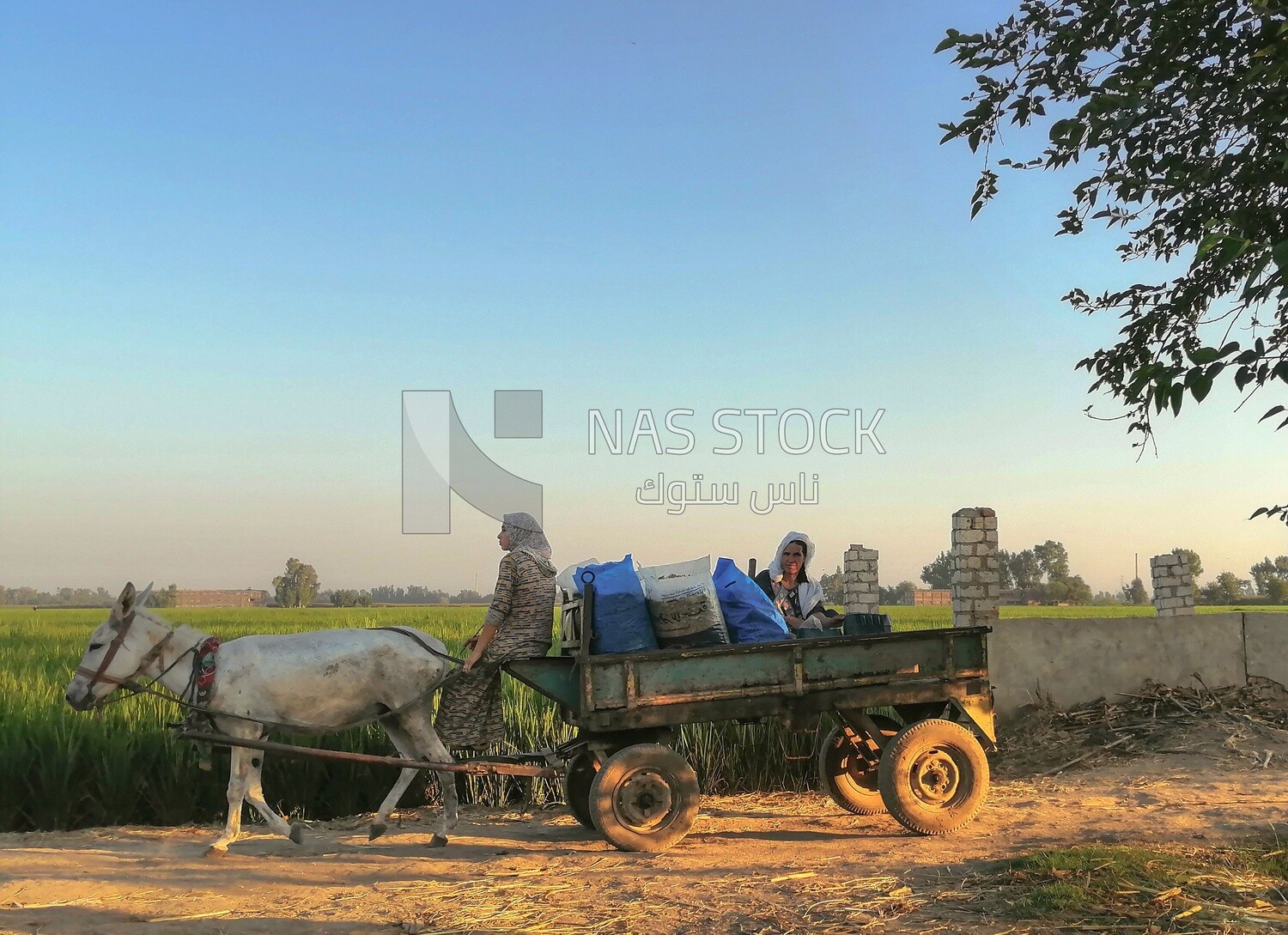 Two women riding on a donkey cart on a field, egyptian rural life, farm trees, and green plants, farm fields, trees and crops, farmland, a scenic landscape
