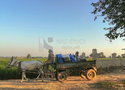 Two women riding on a donkey cart on a field, egyptian rural life, farm trees, and green plants, farm fields, trees and crops, farmland, a scenic landscape