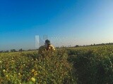 Farmer standing on a field during the sunset, farm trees, and green plants, farm fields, trees and crops, farmland, a scenic landscape