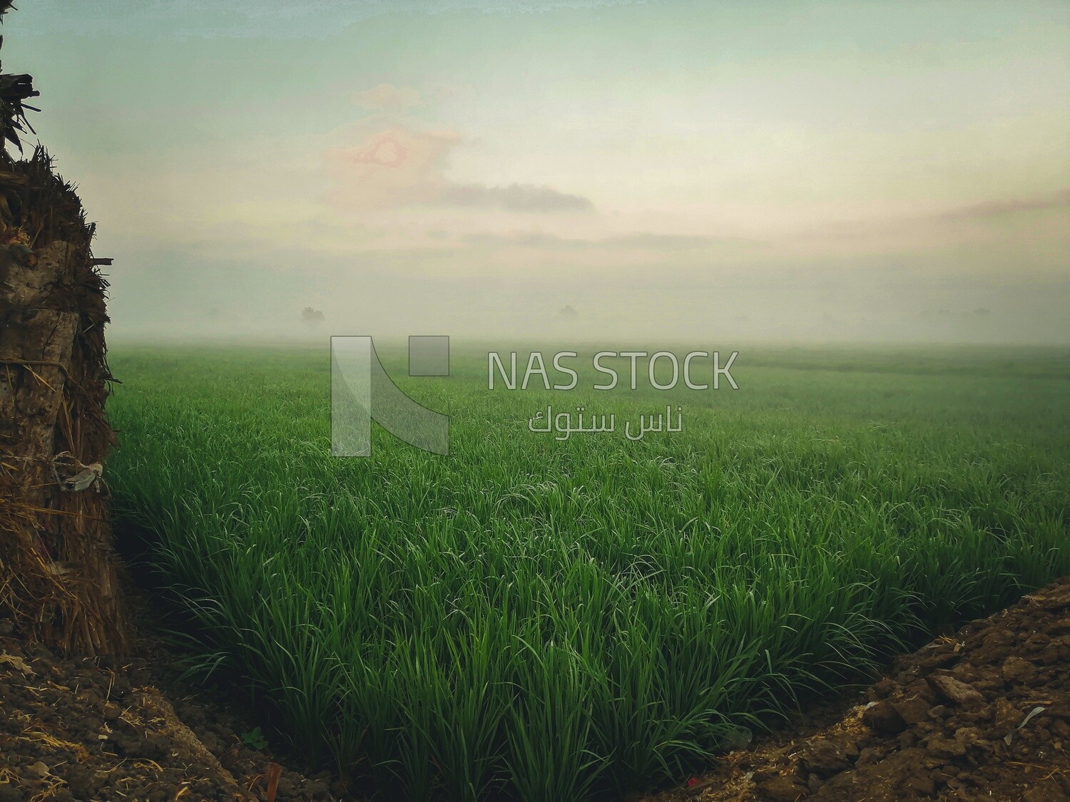 View of a field in foggy weather, farm trees, and green plants, farm fields, trees and crops, farmland, a scenic landscape