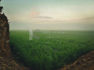 View of a field in foggy weather, farm trees, and green plants, farm fields, trees and crops, farmland, a scenic landscape