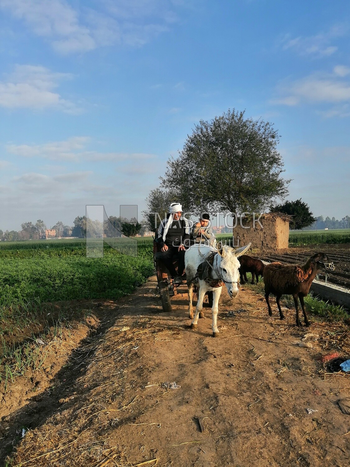 Farmer riding a donkey cart on a rural road, farm trees, and green plants, farm fields, trees and crops, farmland, a scenic landscape