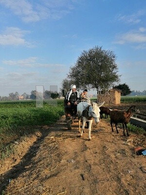 Farmer riding a donkey cart on a rural road, farm trees, and green plants, farm fields, trees and crops, farmland, a scenic landscape