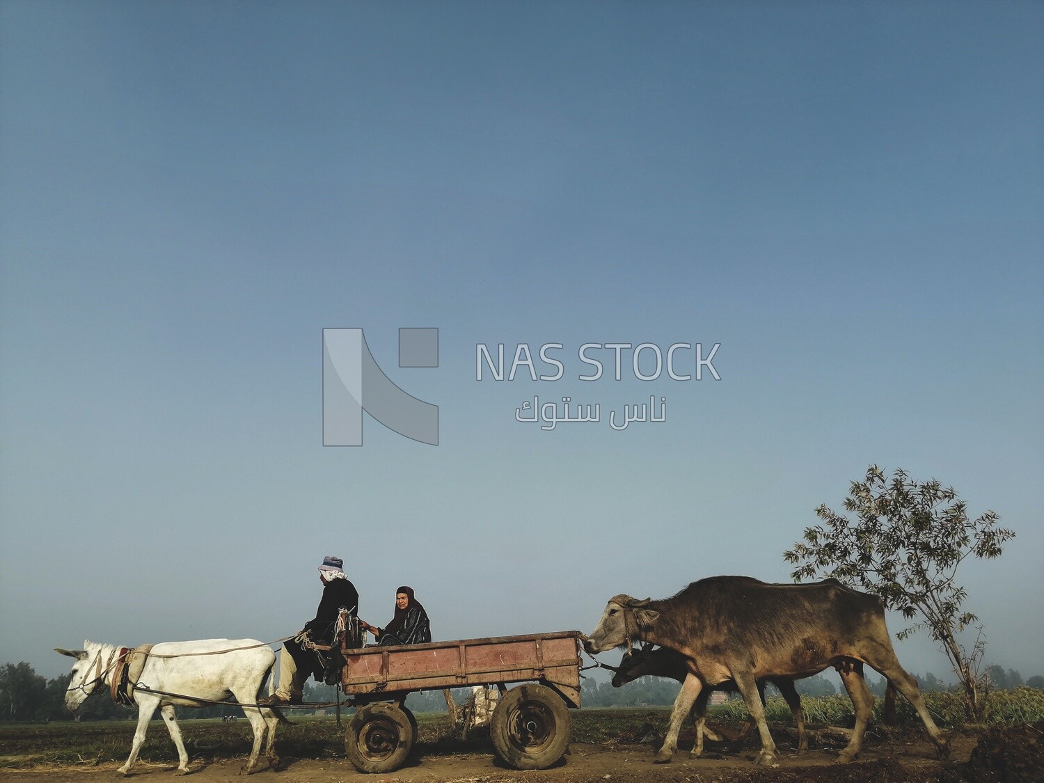 Farmer riding a donkey cart with cows following him walks on a rural road, farm trees, and green plants, farm fields, trees and crops, farmland, a scenic landscape