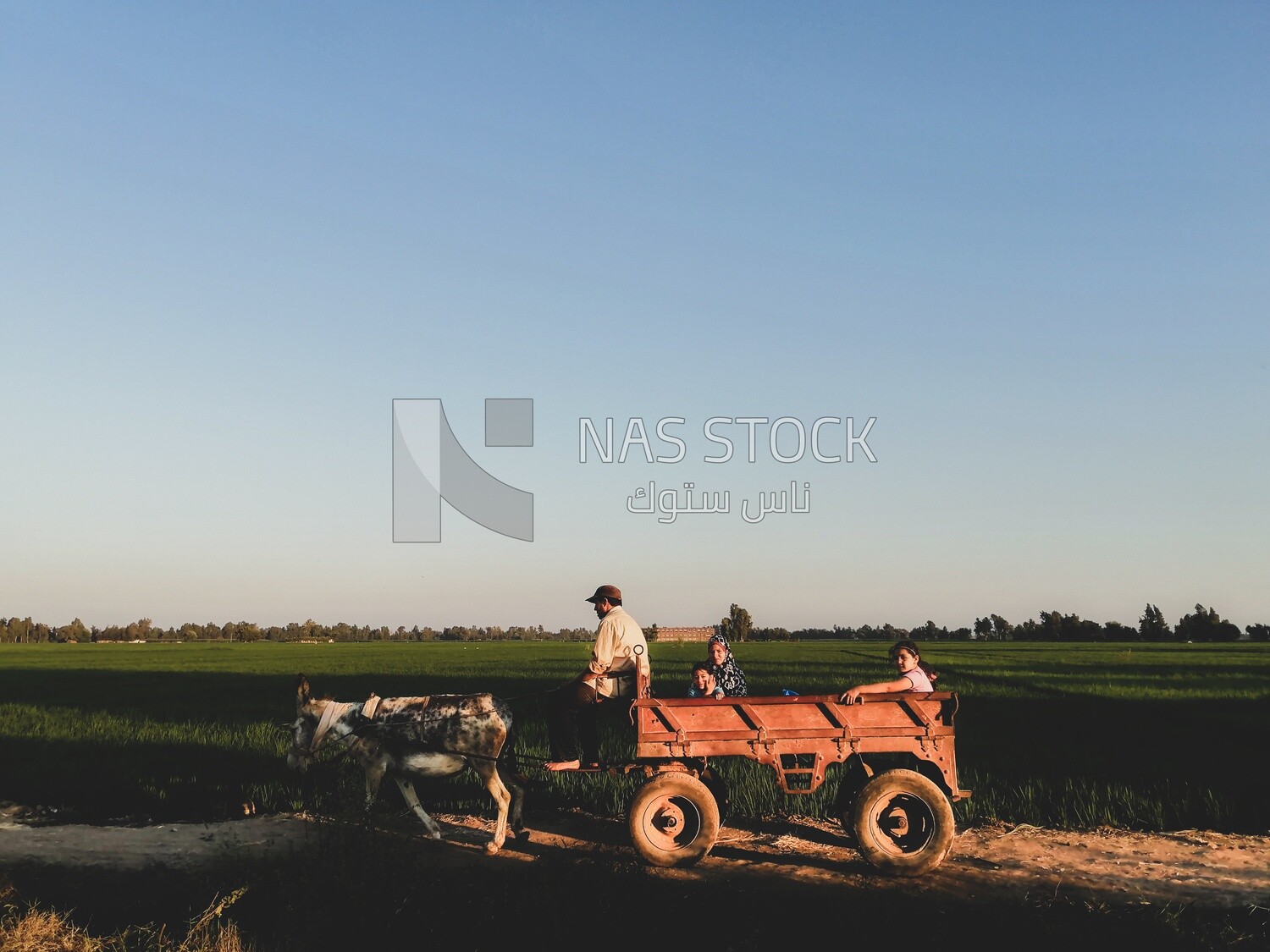 Family of four rides a donkey cart on a rural road, farm trees, and green plants, farm fields, trees and crops, farmland, a scenic landscape