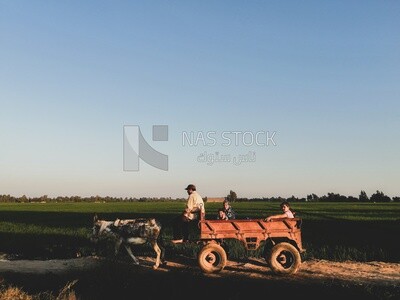 Family of four rides a donkey cart on a rural road, farm trees, and green plants, farm fields, trees and crops, farmland, a scenic landscape