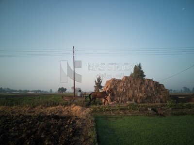Man riding a horse cart on a rural road,  egyptian rural life, farm trees, and green plants, farm fields, trees and crops, farmland, a scenic landscape