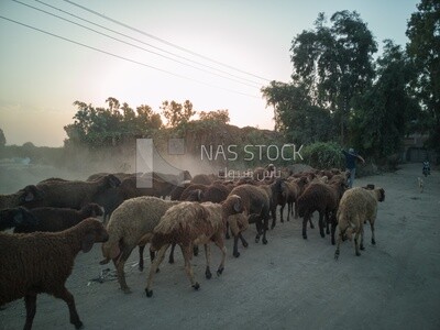 Sheeps on a field, Farmland, Egyptian rural life, farm trees, and green plants, farm fields, trees and crops, farmland, a scenic landscape