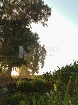 View of a field at sunset, farm trees, and green plants, farm fields, trees and crops, farmland, a scenic landscape