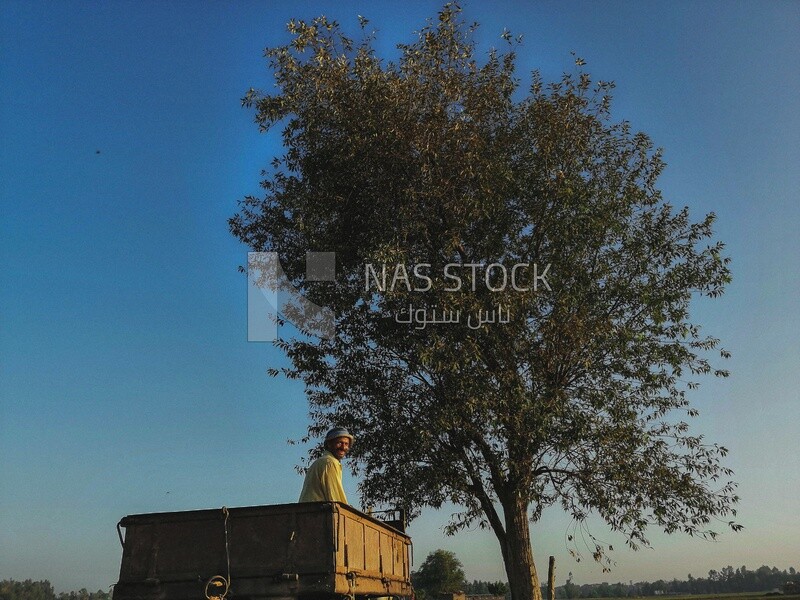 Farmer riding a donkey cart on a rural road, farm trees, and green plants, farm fields, trees and crops, farmland, a scenic landscape