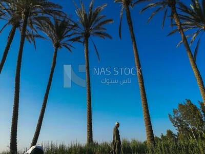 Farmer walking under palm trees, Farmland, rural life, farm trees, and green plants, farm fields, trees and crops, farmland, a scenic landscape