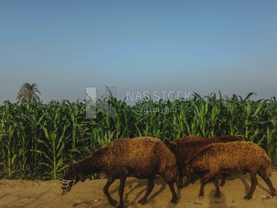 Sheeps on a field, Farmland, Egyptian rural life, farm trees, and green plants, farm fields, trees and crops, farmland, a scenic landscape
