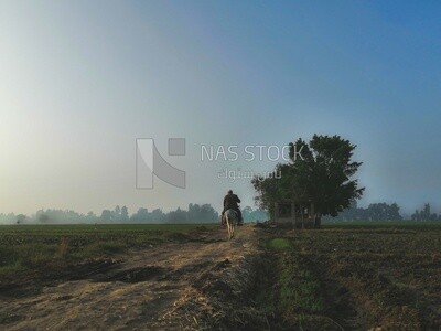 Farmer riding a donkey on a rural road, farm trees, and green plants, farm fields, trees and crops, farmland, a scenic landscape