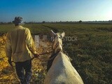 Farmer drags a donkey on a field, Farmland, rural life, farm trees, and green plants, farm fields, trees and crops, farmland, a scenic landscape