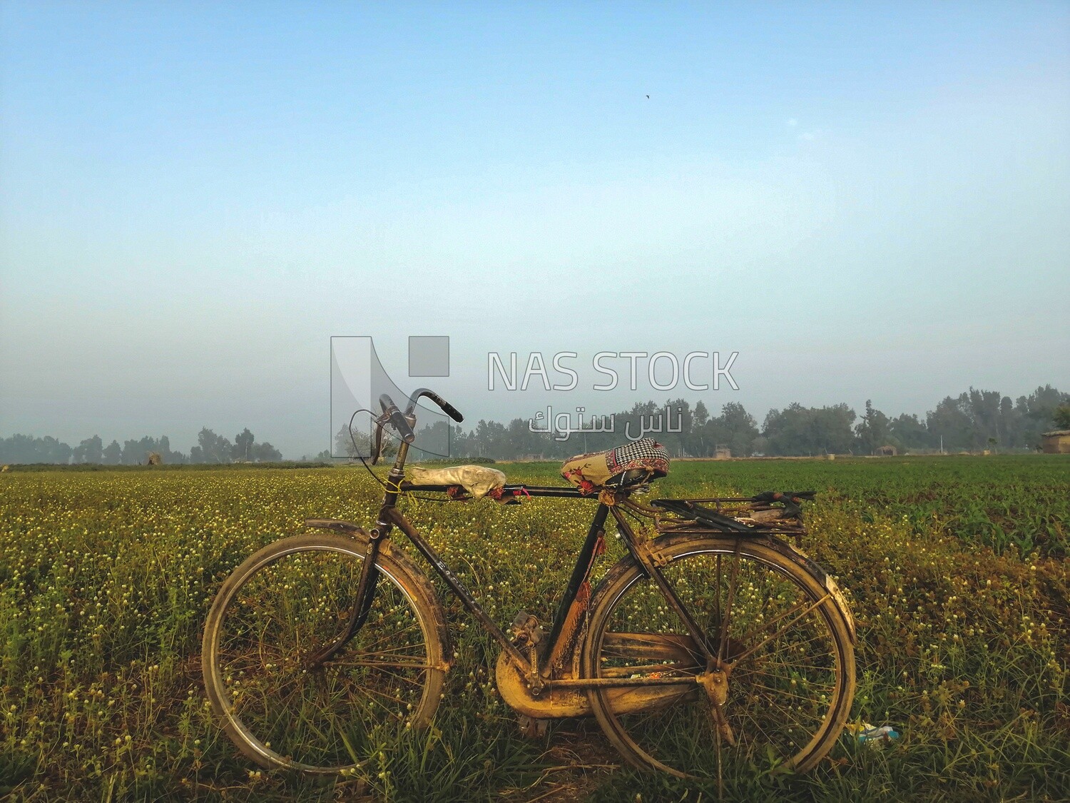 Bicycle standing in a field, Farmland, rural life, farm trees, and green plants, farm fields, trees and crops, farmland, a scenic landscape