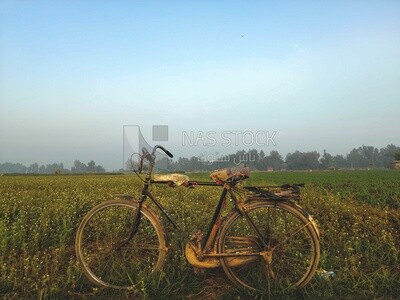 Bicycle standing in a field, Farmland, rural life, farm trees, and green plants, farm fields, trees and crops, farmland, a scenic landscape