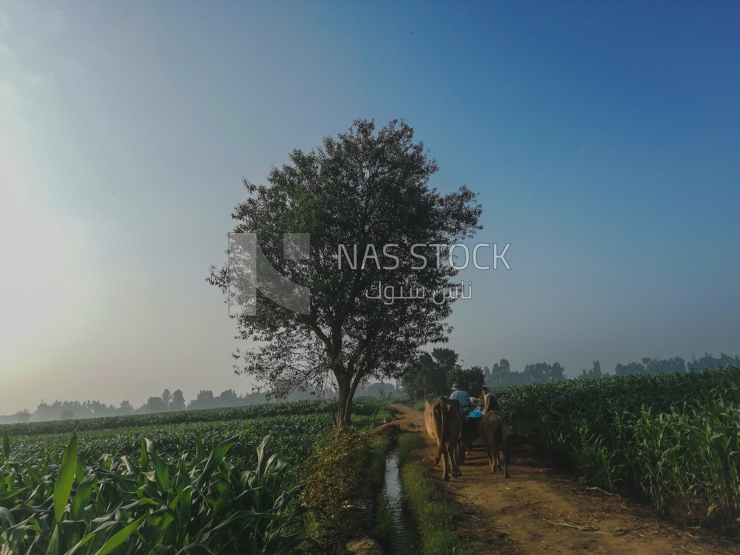 Farmer riding a donkey cart with cows following him walks on a rural road, farm trees, and green plants, farm fields, trees and crops, farmland, a scenic landscape