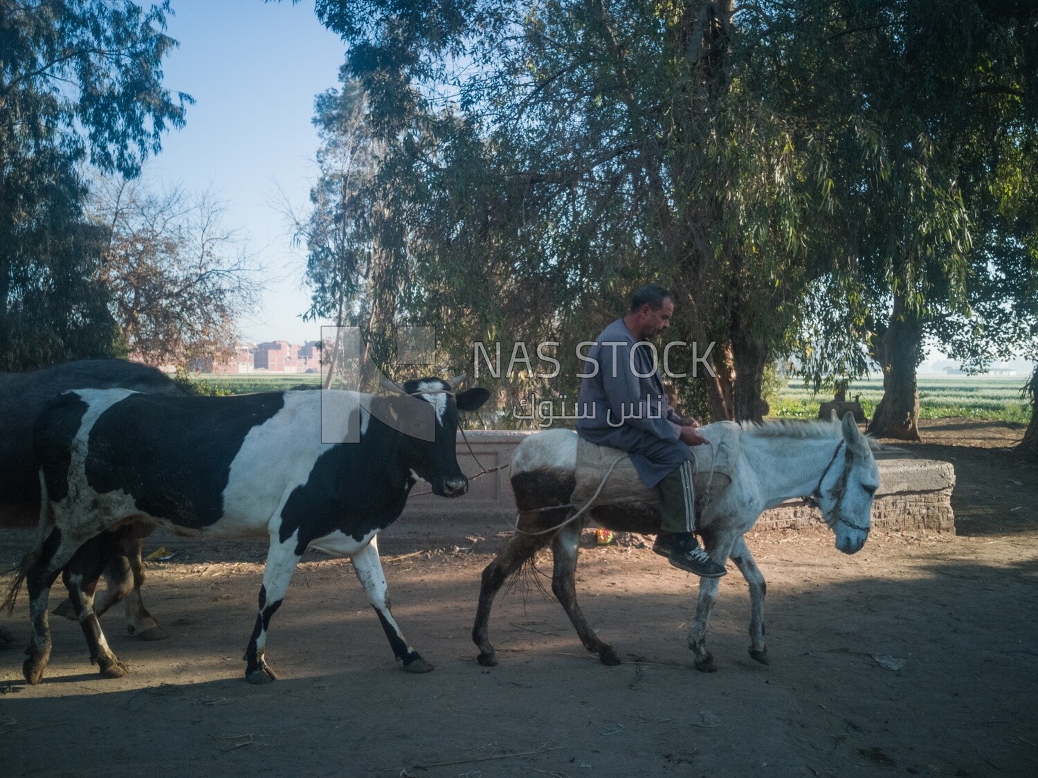 Farmer riding a donkey with cows following him walks on a rural road, farm trees, and green plants, farm fields, trees and crops, farmland, a scenic landscape​