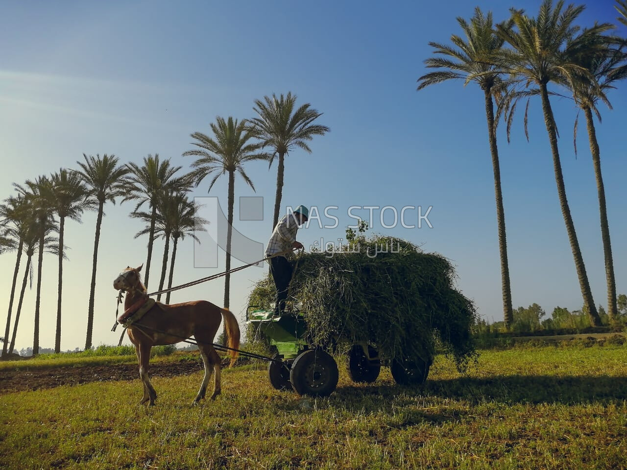 Man riding a horse cart with grass on the cart on a rural road,  Egyptian rural life, farm trees, and green plants, farm fields, trees and crops, farmland, a scenic landscape