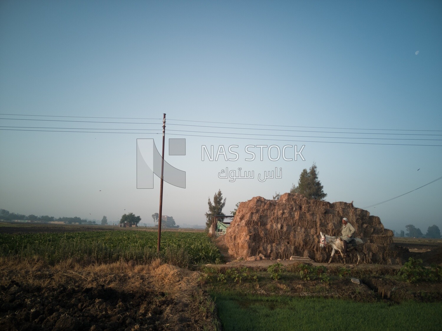 Farmer riding a donkey walks on a rural road, farm trees, and green plants, farm fields, trees and crops, farmland, a scenic landscape