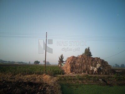 Farmer riding a donkey walks on a rural road, farm trees, and green plants, farm fields, trees and crops, farmland, a scenic landscape