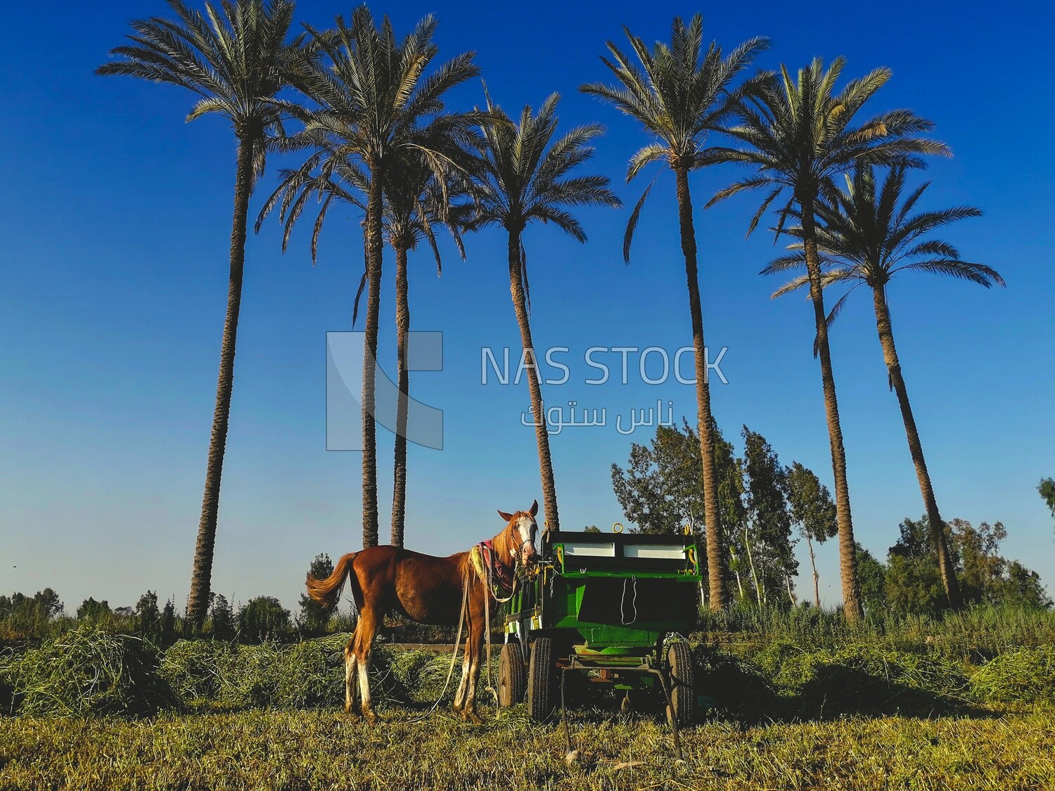 Horse cart on a field,  farm trees, and green plants, farm fields, trees and crops, farmland, a scenic landscape