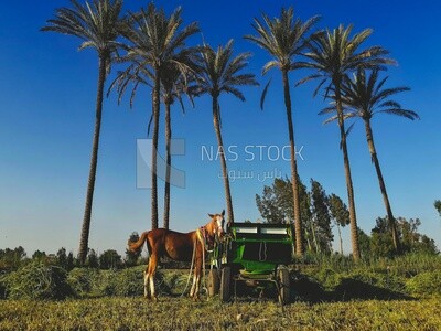 Horse cart on a field,  farm trees, and green plants, farm fields, trees and crops, farmland, a scenic landscape