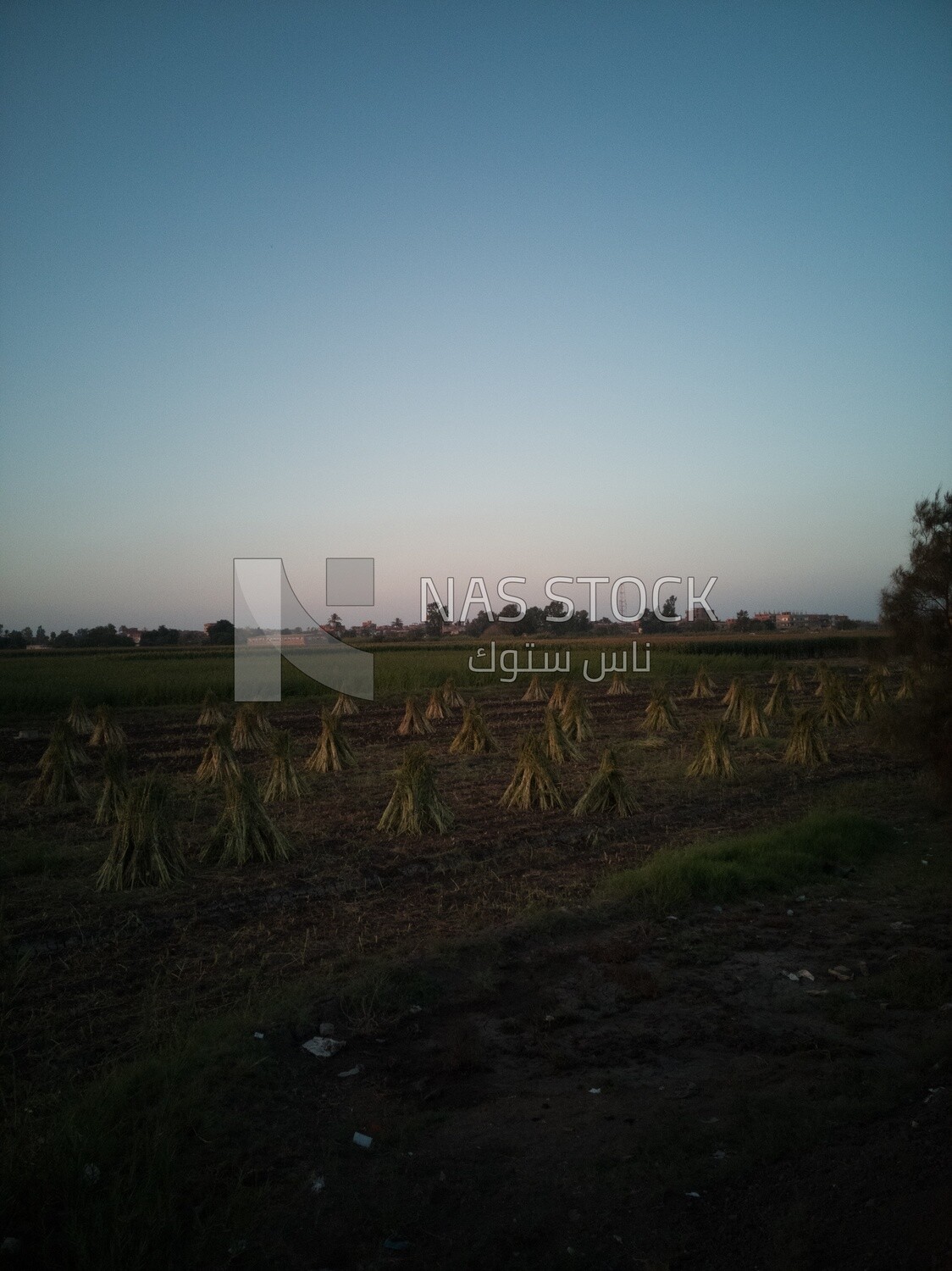 View of a field at sunset, farm trees, and green plants, farm fields, trees and crops, farmland, a scenic landscape