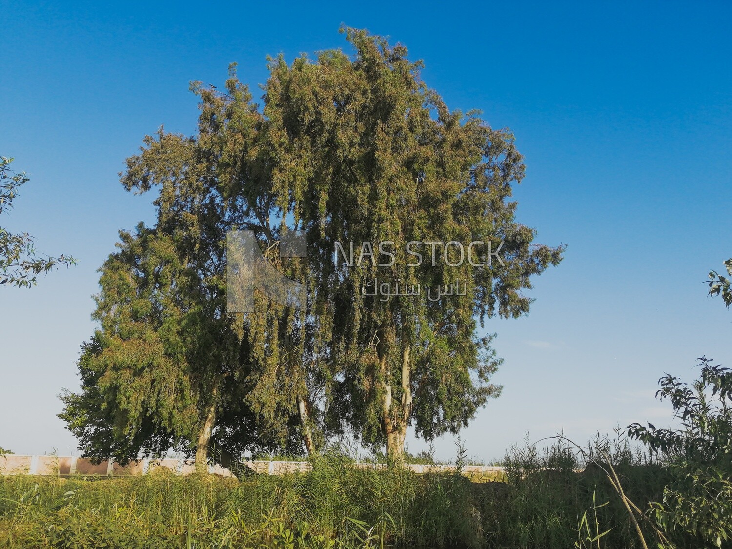 Tree on a field,  Farmland, rural life, farm trees, and green plants, farm fields, trees and crops, farmland, a scenic landscape