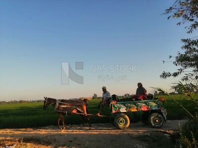 Man driving the donkey cart and people on it,  farm fields, trees and crops, farmland, a scenic landscape