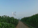 View of a field in foggy weather, farm trees, and green plants, farm fields, trees and crops, farmland, a scenic landscape