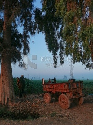 Farmer standing on a field during the sunset, farm trees, and green plants, farm fields, trees and crops, farmland, a scenic landscape